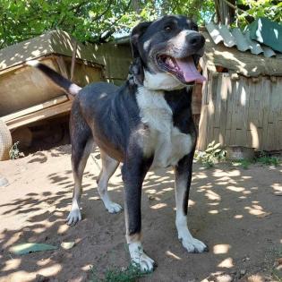 Wanja sucht ein Zuhause