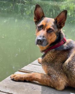 SHAWNY - Schäfer-Mix - 7 Jahre - Tierhilfe-Franken e. V.