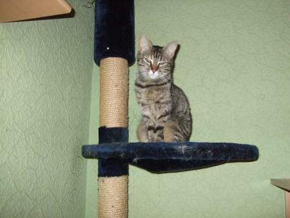 Liebe bescheidene Tigerkatze wartet in OB