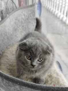 3 scottish Bhk kitten männchen