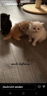 Perserkitten abzugeben