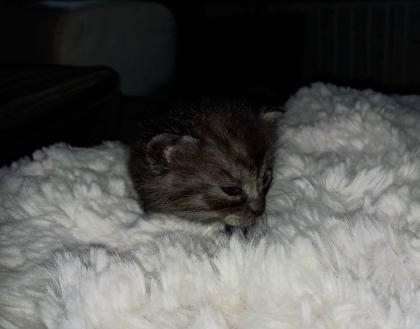 Türkisch van Kitten mix