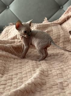 Sphinx Kitten nackt Katzen