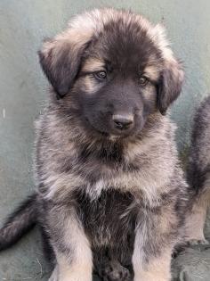 Sarplaninac Welpen Herdenschutzhund