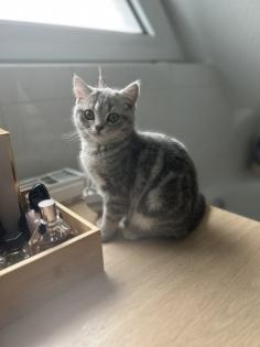 Zwei wunderschöne BKH Kitten Katzen