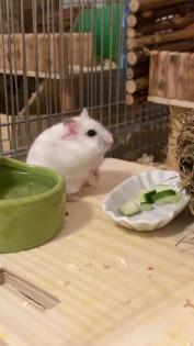 Campbell Hamster Nachwuchs