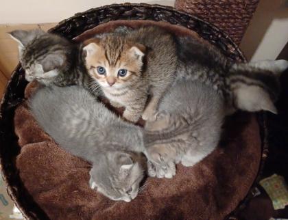 Britisch Kurzhaar Mix Kitten