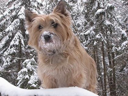 Cairn-Terrier der ideale Familienhund. klein robust frech u. schmusig