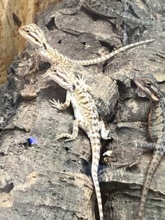 Bartagame Babys Schlupf 2023