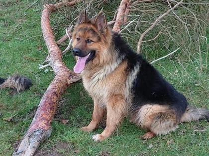 Deckrüde - Altdeutscher Schäferhund
