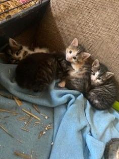 Süße Bauernhofkitten zu verkaufen