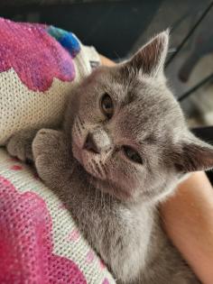 BKH KITTE Britisch Kurzhaar KATZENBABY
