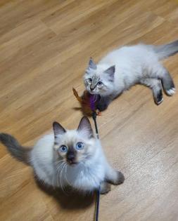 Ragdoll/Heilige Birma Kitten