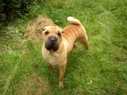 Faltenhunde-der Shar Pei Forum