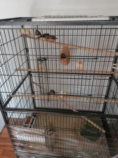 Vogelvoliere mit 6 Zebrafinken und 2 Kanarienvögel