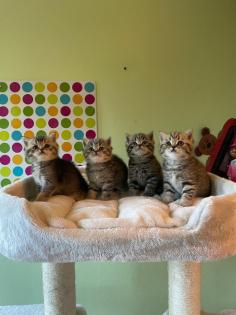 Reinrassige BKH Kitten