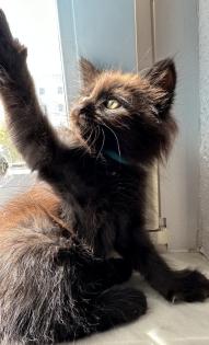 Maine Coon mix- alter Art Babys