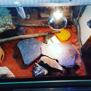 2 Leopardgecko Weibchen mit Terrarium