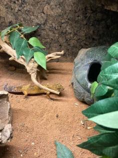 Leopardgecko mit Terrarium und Zubehör