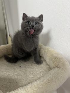 Bkh Kitten Verkauf weiblich