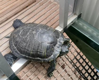 Verschenke Wasserschildkröten