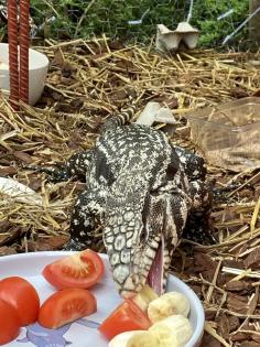 1. 1 Salvator Merianae Schwarzweißer Teju Orange Belly