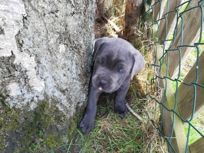 Tolle Cane Corso Welpen blueliner