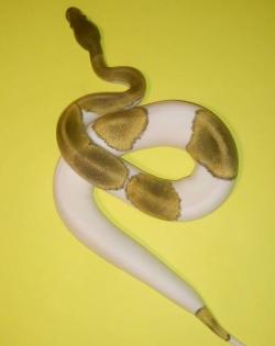 1. 1 Königspythons mojave piebald und mojave YB het Piebald