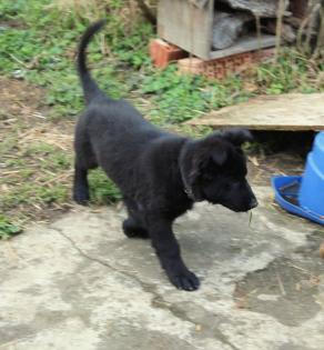 Onyx Rüde Welpe Altdeutscher Schäferhund DDR Linien