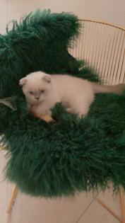 Bkh Blue Point Scottish fold