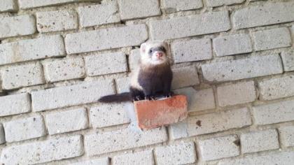 Frettchen fahe sucht zuhause