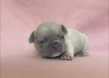 Französische Bulldogge mit Papiere