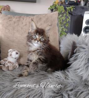 Wunderschöne reinrassige Maine Coon Kitten