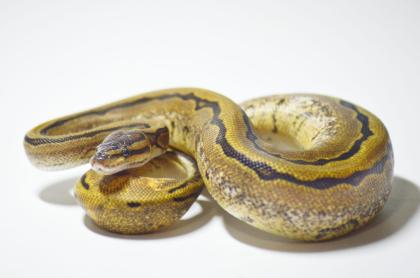 0. 2 Calico Pastel Pinstripe Calico Blast 66 Het Piebald ENZ 06. 22 Königspython