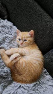 BKH-kitten Red-tabby-kater