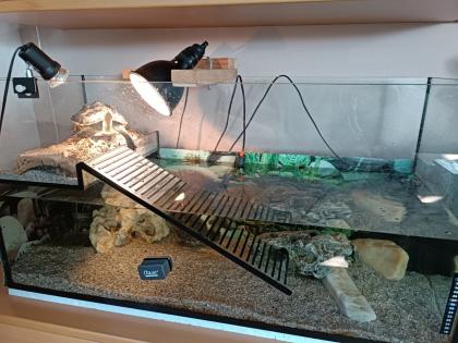 Zwei chinesische Streifenschildkröten umständehalber abzugeben