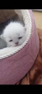 Bkh kittchen ab 12 Woche Abgabe bereit