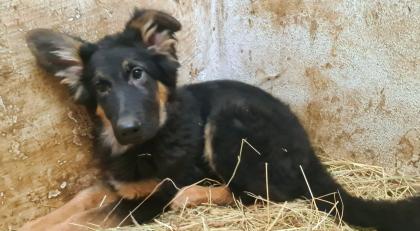 Schäferhundewelpen
