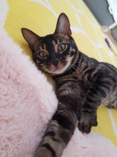 Reinrassiger Bengal Kater mit Stammbaum