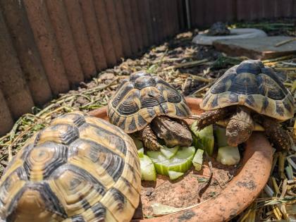 Griechische Landschildkröten Testudo hermanni Nachzuchten aus 2019 2021 und 2022