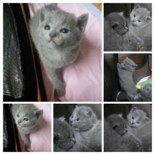 Russisch blau bildhübsche Kitten m. Stammbaum/Impfpass ab August oder nach Abspra