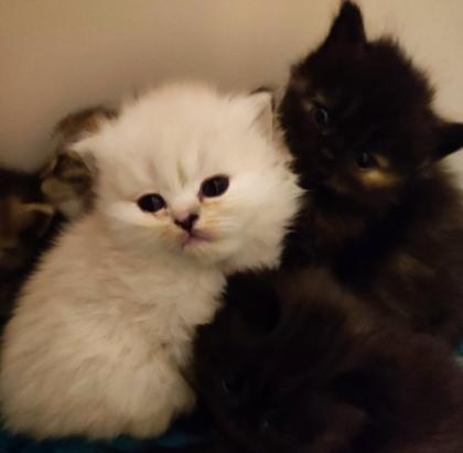 BKH und BLH Kitten suchen liebevolles Zuhause