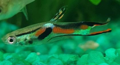 Endler Guppy Gruppe abzugeben nur noch bis 14. 07.