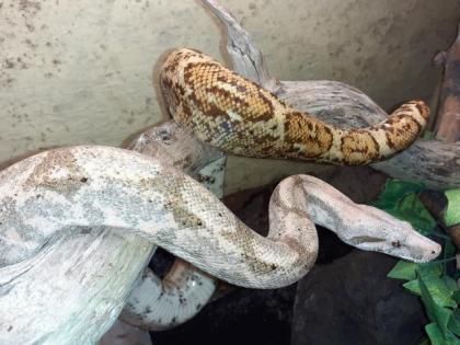 1 1 Hog Island Boas Boa constrictor imperator