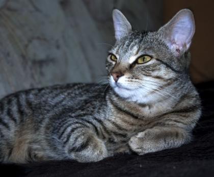 Verschmuste anhängliche Katze aubzugeben 9 Monate