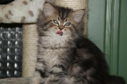Perserkitten wartet auf neues Heim.