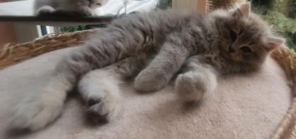 Edelmixkitten Katerchen