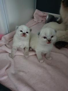 Ragdoll/Heilige Birma Kitten
