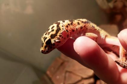 Männlicher Leopardengecko sucht ein neues Zuhause