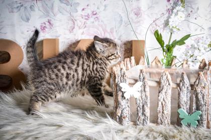 BKH-Kitten im Whiskas-Look Black-Silver-Classic-Tabby/-Spotted abzugeben